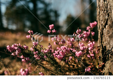 Pink Erica carnea heath flowers growing around a pine tree trunk in a mountain forest in Divcibare Serbia. Wild spring vegetation illuminated by warm sunlight in Balkan woodland 138783115