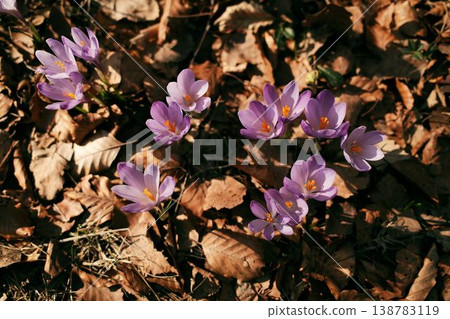 Wild crocus flowers growing through dry forest leaves in Divcibare Serbia. Early spring woodland flora illuminated by warm sunlight in a natural Balkan forest 138783119