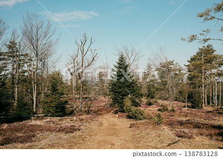 Mountain trail through pine forest and blooming heath Erica carnea in Divcibare Serbia. Scenic Balkan spring landscape with wild vegetation and open woodland Mountain trail through pine forest and blooming heath Erica carnea in Divcibare Serbia. Scenic Balkan spring landscape with wild vegetation and open woodland 138783128