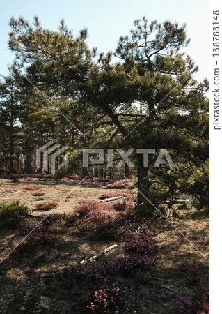 Pine tree growing above blooming heath Erica carnea plants on a sunny mountain meadow in Divcibare Serbia. Natural Balkan spring forest landscape Pine tree growing above blooming heath Erica carnea plants on a sunny mountain meadow in Divcibare Serbia. Natural Balkan spring forest landscape 138783148