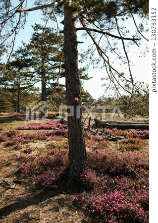 Hiking trail mark painted on pine tree trunk surrounded by blooming winter heath Erica carnea in Divcibare Serbia. Mountain nature landscape and trekking route 138783152