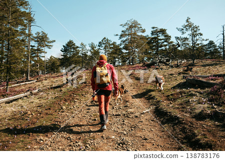 Hiker walking with german and australian shepherd dogs on a mountain trail in Divcibare Serbia surrounded by pine forest and blooming crocus flowers. Outdoor adventure and pet travel concept Hiker walking with german and australian shepherd dogs on a mountain trail in Divcibare Serbia surrounded by pine forest and blooming crocus flowers. Outdoor adventure and pet travel concept 138783176