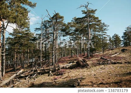Spring forest landscape in Divcibare, Serbia with tall pine trees, fallen logs and blooming heath on a sunny mountain slope. Natural Balkan woodland environment ideal for hiking and eco tourism Spring forest landscape in Divcibare, Serbia with tall pine trees, fallen logs and blooming heath on a sunny mountain slope. Natural Balkan woodland environment ideal for hiking and eco tourism 138783179