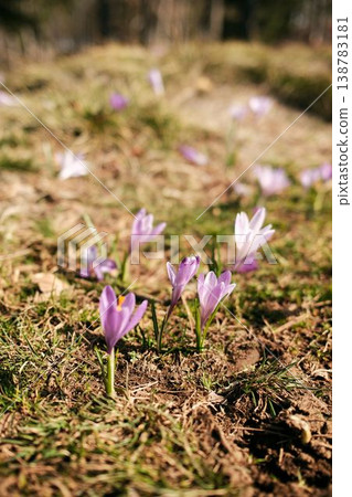Wild crocus flowers blooming on a sunny spring meadow in Divcibare, Serbia. Delicate purple blossoms growing from forest soil symbolize renewal, seasonal change and natural mountain biodiversity 138783181