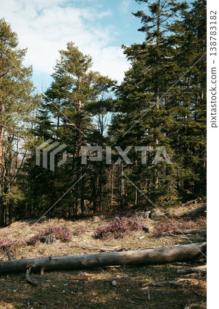 Spring forest landscape in Divcibare, Serbia with tall pine trees, fallen log and blooming heath on a sunny mountain slope. Natural Balkan woodland environment ideal for hiking and eco tourism 138783182
