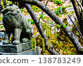 京都音山神社的狛犬（守護獅犬）和五倍子。 138783249