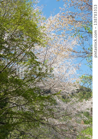 A spring mountain landscape adorned with fresh green leaves and mountain cherry blossoms. A spring mountain landscape adorned with fresh green leaves and mountain cherry blossoms. 138783313