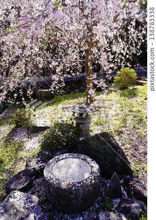 Weeping cherry blossoms blooming at Shigezaka Pass Weeping cherry blossoms blooming at Shigezaka Pass 138783338