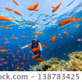 Scuba diver exploring underwater coral reef with fish 138783425