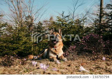 German shepherd dog lying on a mountain meadow surrounded by crocus flowers and pine trees in Divcibare Serbia. Peaceful spring nature landscape representing outdoor life and pet companionship 138783794
