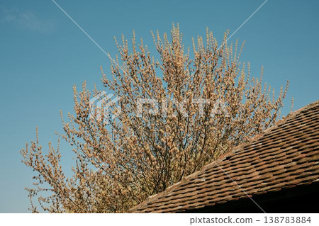 Spring tree branches covered with blossoms rising above traditional clay tile roof against clear blue sky. Concept of seasonal change, rural architecture and natural growth Spring tree branches covered with blossoms rising above traditional clay tile roof against clear blue sky. Concept of seasonal change, rural architecture and natural growth 138783884
