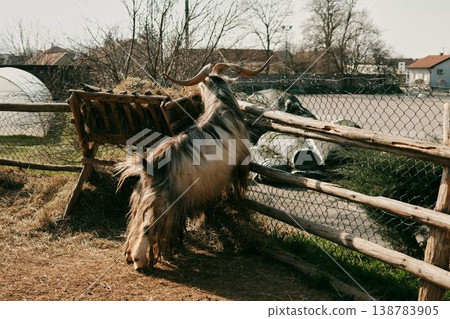 Domestic goat with large horns climbing wooden fence beside hay feeder in rural farm yard. Concept of farm animal behavior, livestock farming and countryside life Domestic goat with large horns climbing wooden fence beside hay feeder in rural farm yard. Concept of farm animal behavior, livestock farming and countryside life 138783905