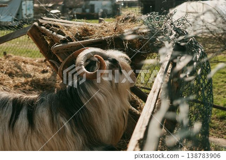 Long haired domestic goat with curved horns eating hay from rustic wooden feeder in farm enclosure. Concept of livestock feeding, rural agriculture and farm animal care 138783906