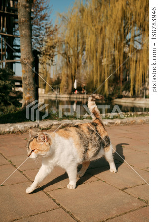 Calico domestic cat walking along park path near pond with willow trees in background. Concept of urban nature, animal freedom and peaceful outdoor life Calico domestic cat walking along park path near pond with willow trees in background. Concept of urban nature, animal freedom and peaceful outdoor life 138783946