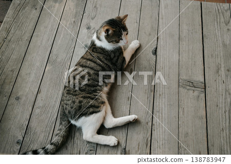 Tabby domestic cat lying on wooden deck boards outdoors. Concept of pet relaxation, animal comfort and peaceful home environment 138783947