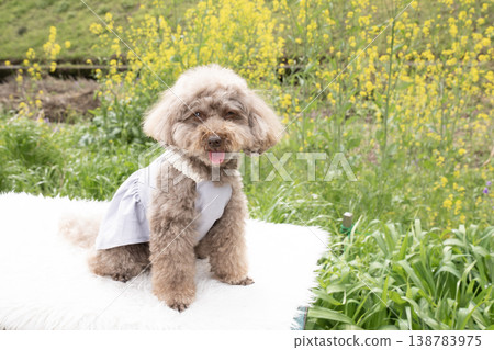 油菜花和玩具貴賓犬的爭吵 138783975