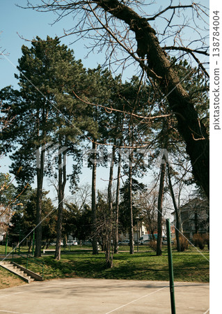 Tall pine trees growing in an urban green area near a sports court. Natural landscape inside the city providing shade, fresh air, and peaceful outdoor environment Tall pine trees growing in an urban green area near a sports court. Natural landscape inside the city providing shade, fresh air, and peaceful outdoor environment 138784004
