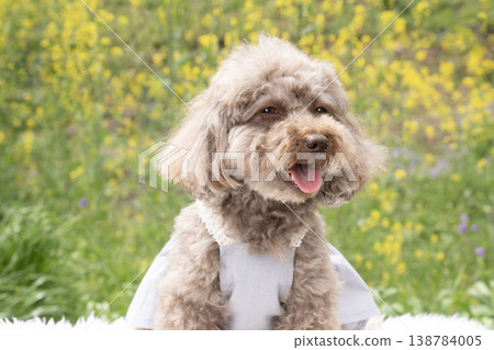 Rapeseed flowers and a toy poodle's bust-up Rapeseed flowers and a toy poodle's bust-up 138784005