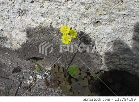 Wild jasmine blooming by the roadside 138784199
