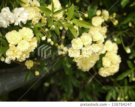 薔薇屬植物的花朵和花蕾 薔薇屬植物的花朵和花蕾 138784247