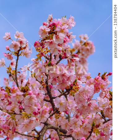 Kawazu cherry blossoms in the blue sky Kawazu cherry blossoms in the blue sky 138784404