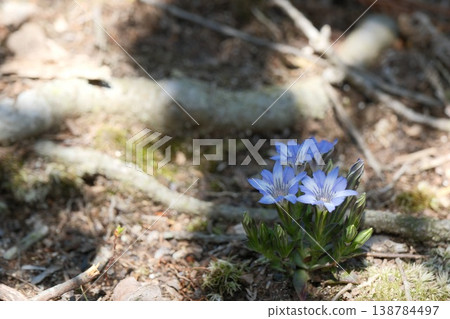 The blue flowers of the spring gentian bloom on the ground. The blue flowers of the spring gentian bloom on the ground. 138784497