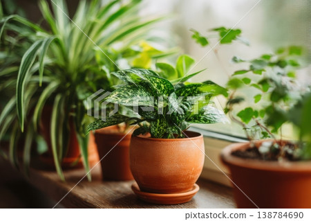 Green plants in clay pots sit on a wooden windowsill as sunlight enters from the outside. The scene shows multiple plant types 138784690