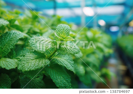 Plants of mint are seen growing in neat rows inside a greenhouse. Bright lights shine on the green leaves, and a blue cover is above them 138784697