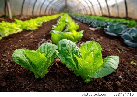 Rows of lettuce and cabbage plants grow in a greenhouse with soil ready for harvest in the morning sunlight Rows of lettuce and cabbage plants grow in a greenhouse with soil ready for harvest in the morning sunlight 138784719