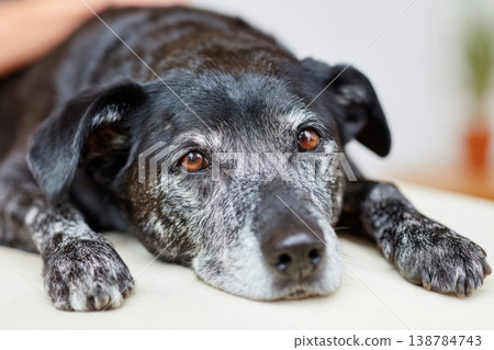 A brown and black dog lies on a comfortable surface while a person's hand gently touches its back. The room appears warm and inviting A brown and black dog lies on a comfortable surface while a person's hand gently touches its back. The room appears warm and inviting 138784743