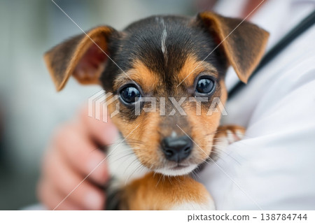 A small dog looks at the camera while being held close by a person in a relaxed environment outside A small dog looks at the camera while being held close by a person in a relaxed environment outside 138784744
