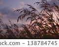 Grass moves gently as the sun sets behind clouds, casting soft light over the field by the water in the evening 138784745