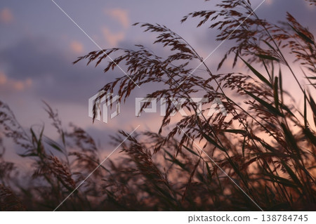Grass moves gently as the sun sets behind clouds, casting soft light over the field by the water in the evening 138784745