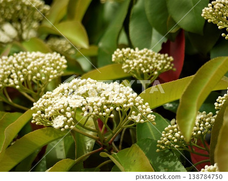 White flowers and buds of Photinia glabra White flowers and buds of Photinia glabra 138784750