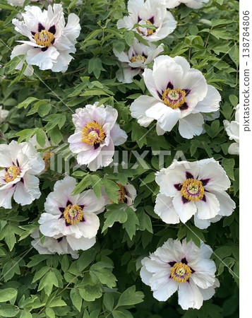 Peony flowers with lush green foliage create beautiful natural garden background Peony flowers with lush green foliage create beautiful natural garden background 138784806