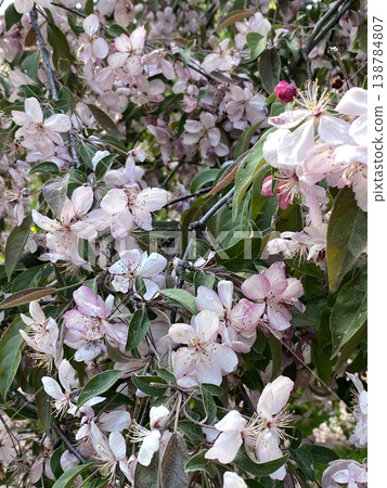 Cherry blossoms blooming on tree branches with green leaves, perfect for spring background Cherry blossoms blooming on tree branches with green leaves, perfect for spring background 138784807