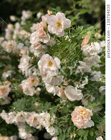 White roses blooming in lush garden setting provide serene background for nature scenes White roses blooming in lush garden setting provide serene background for nature scenes 138784839