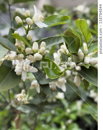 Orange blossom flowers and buds on branches with lush green leaves, ideal for natural backgrounds Orange blossom flowers and buds on branches with lush green leaves, ideal for natural backgrounds 138784844