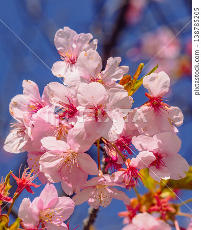 Kawazu cherry blossoms bathed in the spring sunshine Kawazu cherry blossoms bathed in the spring sunshine 138785205
