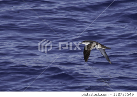 Yelkouan Shearwater, Puffinus yelkouan flying Yelkouan Shearwater, Puffinus yelkouan flying 138785549
