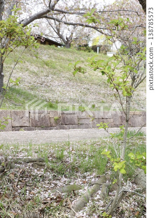Cherry blossoms falling on a slope - a spring park scene in April. Cherry blossoms falling on a slope - a spring park scene in April. 138785573