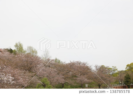 The cherry blossom season is coming to an end, and the rows of cherry trees lining the hillside are now showing signs of new green leaves—a beautiful spring scene. The cherry blossom season is coming to an end, and the rows of cherry trees lining the hillside are now showing signs of new green leaves—a beautiful spring scene. 138785578