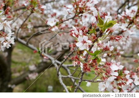 櫻桃樹開始發芽了（四月中旬） 138785581