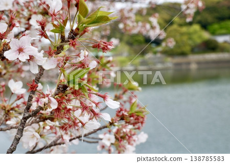 Cherry trees that are beginning to show leaves (mid-April) Cherry trees that are beginning to show leaves (mid-April) 138785583