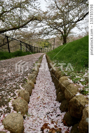 A spring park scene: Cherry blossoms falling from a row of cherry trees with leaves in full bloom. A spring park scene: Cherry blossoms falling from a row of cherry trees with leaves in full bloom. 138785598