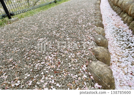 A low-angle shot of a road and a gutter where cherry blossom petals have fallen – a scene of spring. A low-angle shot of a road and a gutter where cherry blossom petals have fallen – a scene of spring. 138785600