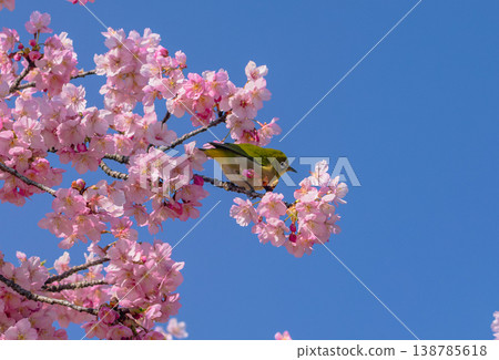 Whitetail sucking honey of Kawazu cherry blossoms in full bloom Whitetail sucking honey of Kawazu cherry blossoms in full bloom 138785618