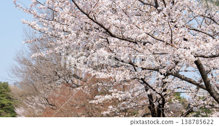 Cherry blossoms Cherry blossoms 138785622