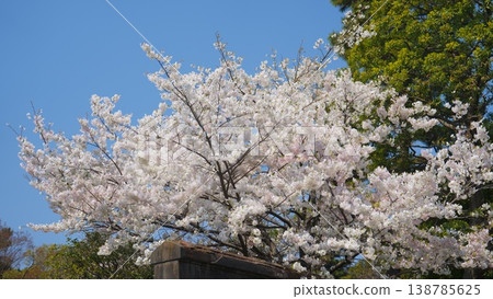 櫻花 138785625