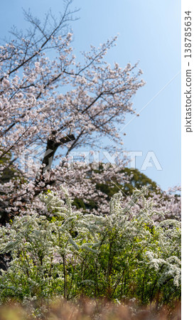 櫻花 138785634